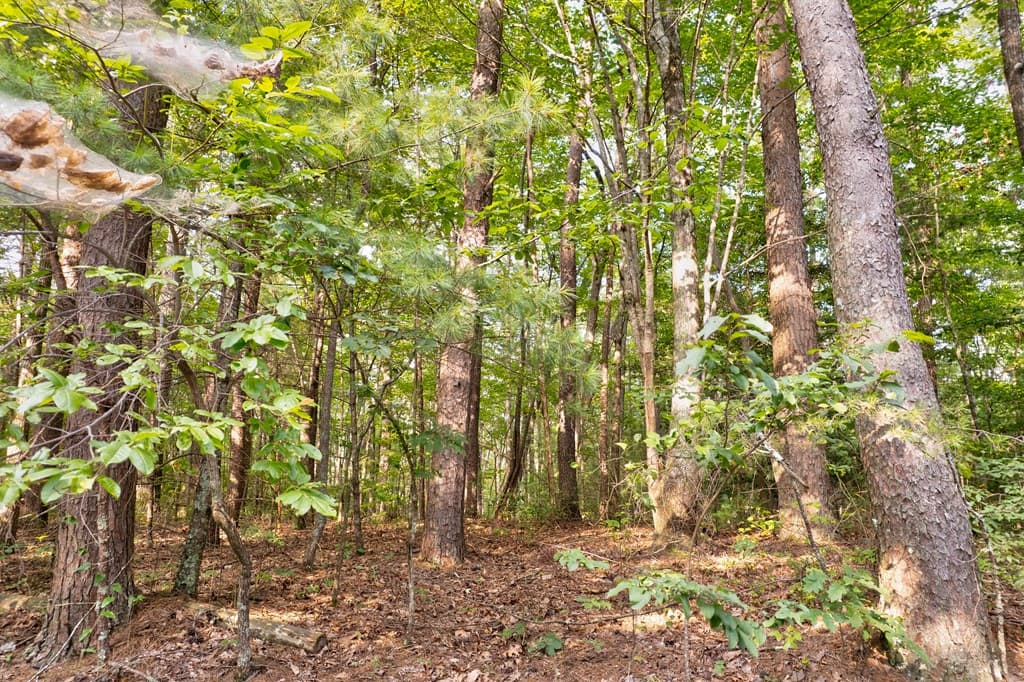 0 Wolf Pen Trail, Ellijay GA 30540 - Photo