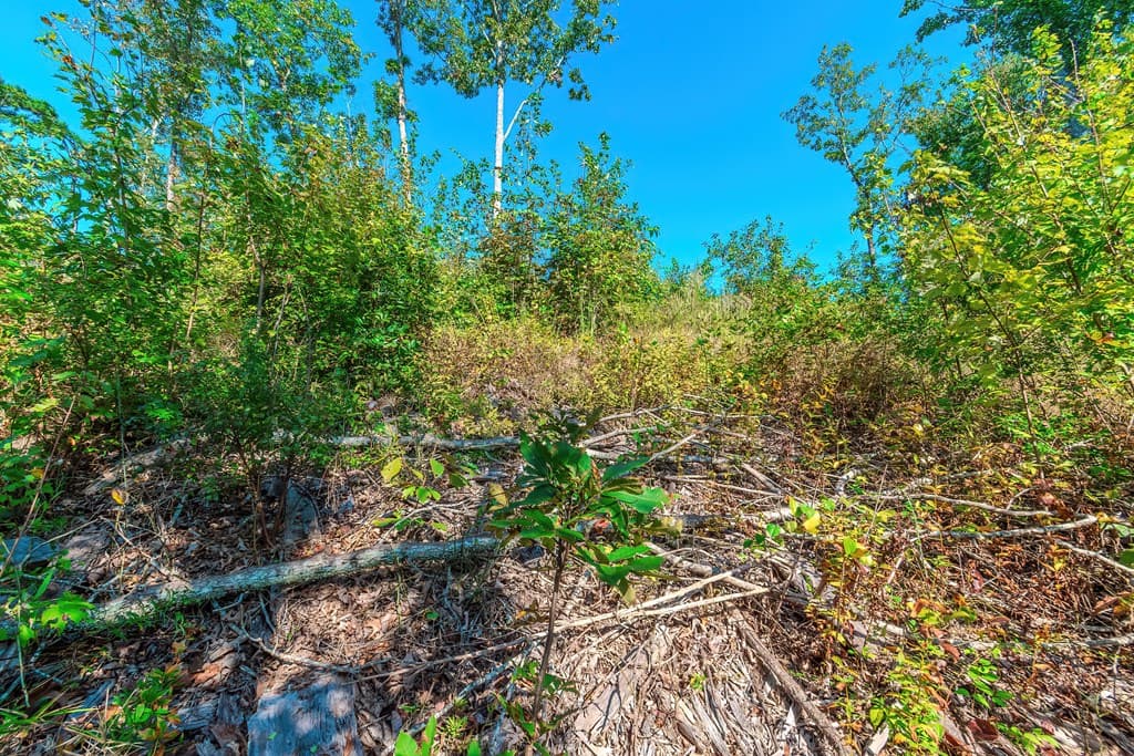 Lot 50 Jakes Landing Way, Ellijay GA 30540 - Photo