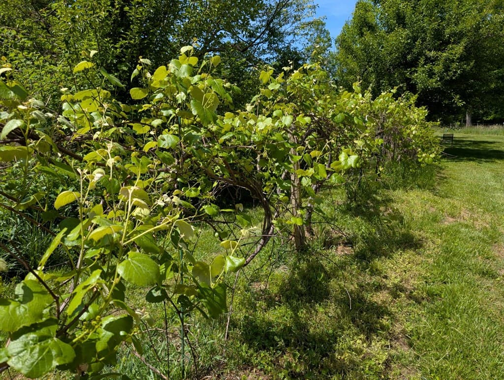 169 E Vineyard Road, Hayesville NC 28904 - Photo