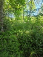 00 Vincent Colvin Road, Robbinsville NC 28771 - Photo