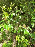 00 Vincent Colvin Road, Robbinsville NC 28771 - Photo