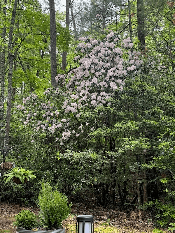 19 Ladybug Lane, Blue Ridge GA 30513 - Photo