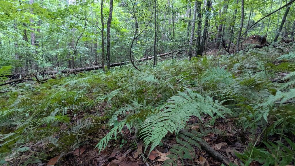 N/A Roy Road, Ellijay GA 30536 - Photo