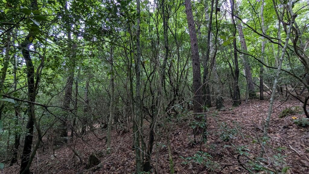 N/A Roy Road, Ellijay GA 30536 - Photo
