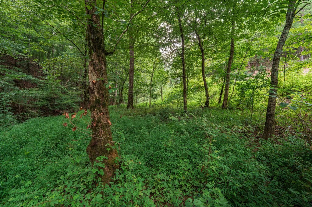 0 Hobgood Road, Rydal GA 30171 - Photo
