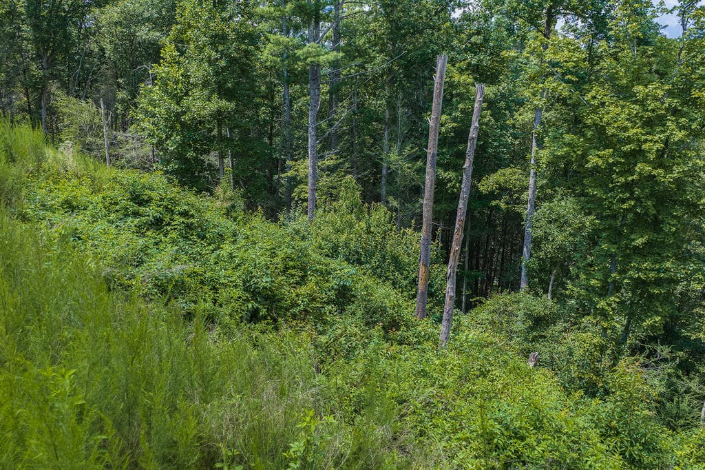 Tract C Hicks Ford Road, Ellijay GA 30540 - Photo