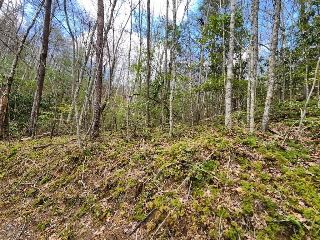 00 Camp Branch Road, Topton NC 28783 - Photo