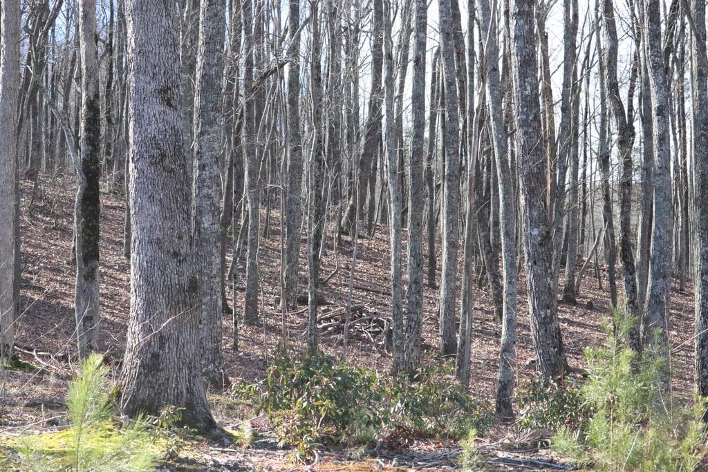 179 Trailwood Drive, Ellijay GA 30536 - Photo