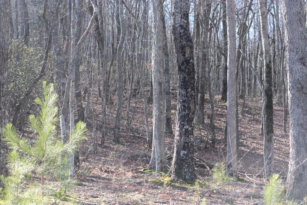 179 Trailwood Drive, Ellijay GA 30536 - Photo